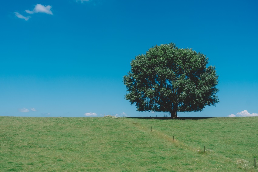 beautiful big tree in new zealand - How to Find Land to Build on in New Zealand